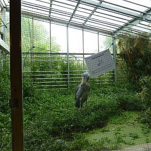Shoebill indoor enclosure
