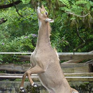 Nilgai
