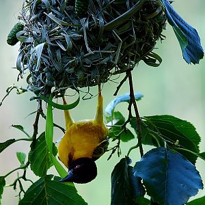 Black Necked weaver