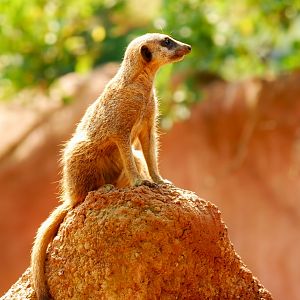 Meerkat