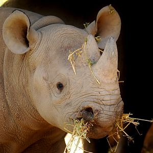 Black Rhino