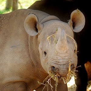 Black Rhino
