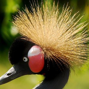 Crowned Crane