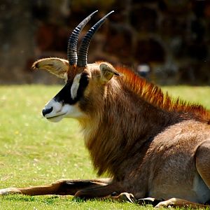 Roan Antelope