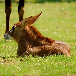 Roan Antelope Calf
