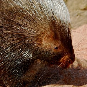 Porcupine