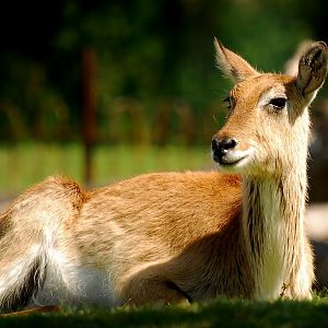 Lechwe