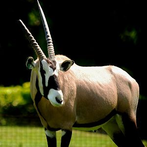 Gemsbok