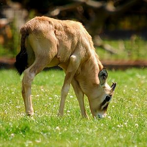 Gemsbok Calf