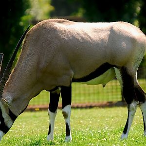 Gemsbok