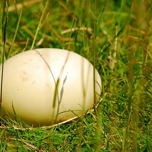 Rheas Egg