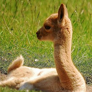 Vicuna