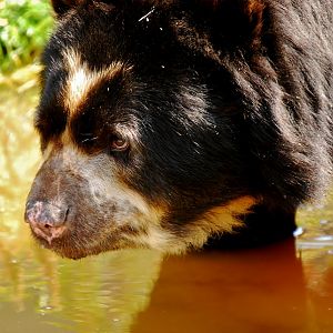 Spectacled bear