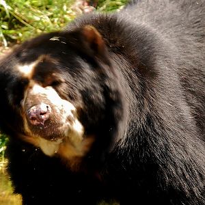 Spectacled bear