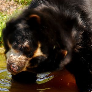 Spectacled bear