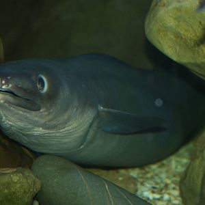Conger eel