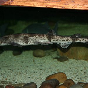 Lesser spotted dogfish