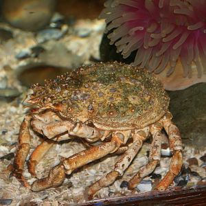 Common spider crab