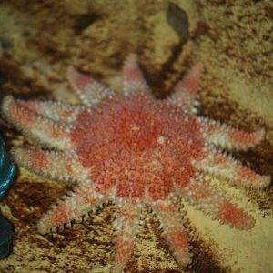 Sea star sp?