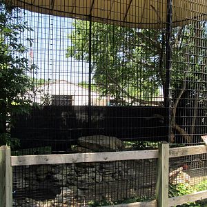 Bobcat Cage