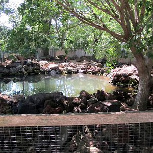 Nene/Reeve's Muntjac Exhibit