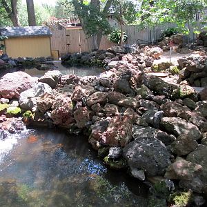 Nene/Reeve's Muntjac Exhibit