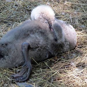 Black Swan Cygnet