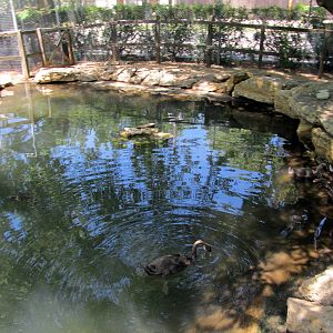 Waterfowl Exhibit