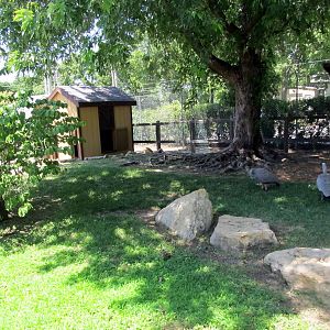 Cape Barren Goose Exhibit