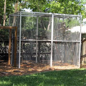 Laughing Kookaburra Cage