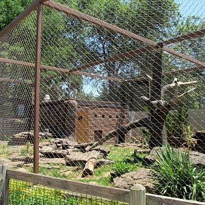 Mountain Lion Exhibit