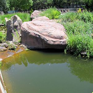 Koi/Alligator Snapping Turtle Exhibit