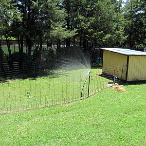 Red-footed Tortoise Exhibit