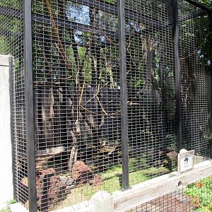 Black and White Ruffed Lemur Exhibit