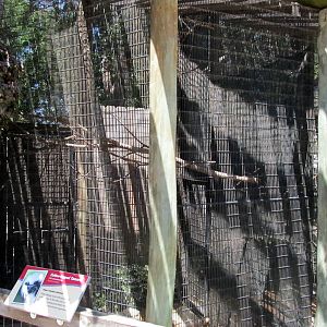 Cotton-top Tamarin Outdoor Exhibit