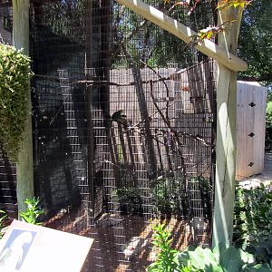 Yellow-headed Amazon Exhibit