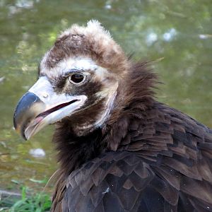 Eurasian Black Vulture