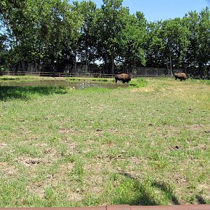American Bison/Wild Turkey/Mule Deer Exhibit
