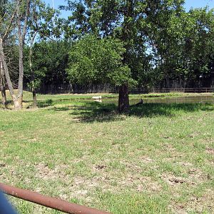 American Bison/Wild Turkey/Mule Deer Exhibit