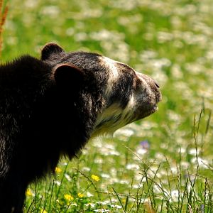 Spectacled bear