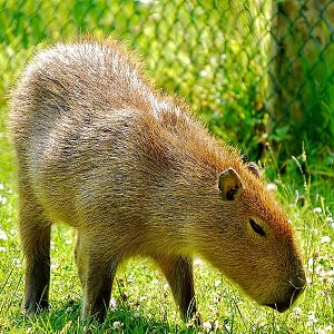 Capybara