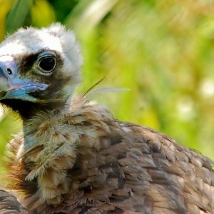 european vulture
