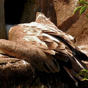 Griffon Vulture