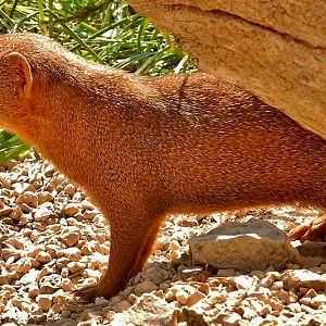 Dwarf Mongoose