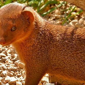 Dwarf Mongoose