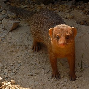 Dwarf Mongoose Youngster