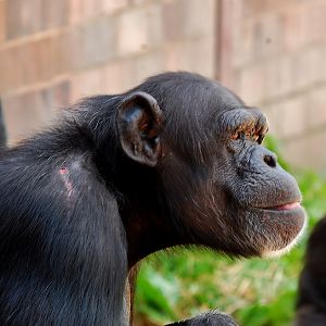 Chimpanzee