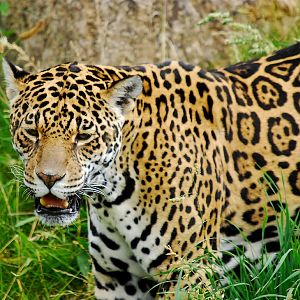 Female Jaguar