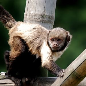 Golden-bellied capuchin