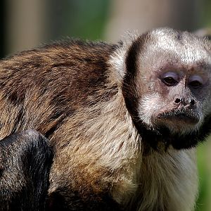 Golden-bellied capuchin